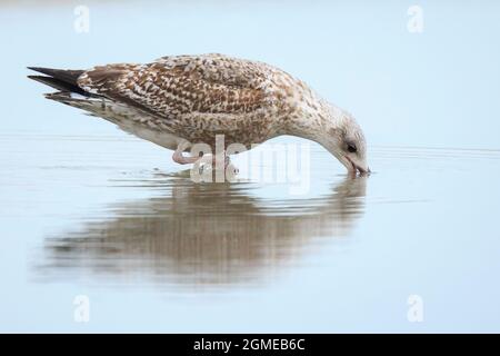 Europäische Heringsmöwe, Larus argentatus, auf der Nahrungssuche am Strand Stockfoto