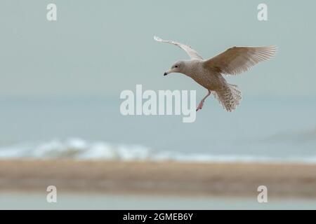 Porträt Nahaufnahme von einem glaucous Möve Larus Hyperboreus an der niederländischen Küste, ein seltener Gast, wie hier in Scheveningen, Niederlande. Stockfoto