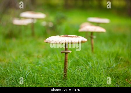 Nahaufnahme einer Macrolepiota procera, des Sonnenschirmpilzes, in einem Feenring. Ein Basidiomycete Pilz mit einem großen, prominenten Fruchtkörper ähnlich einem pa Stockfoto