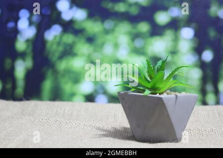 Selektives Fokusbild einer Mini-Aloe-Sukulente auf Bokeh-Hintergrund Stockfoto