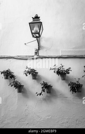 Blumentöpfe an der Hauswand in Cordoba, Spanien. Schwarzweiß-Fotografie Stockfoto