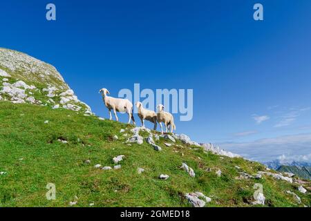 Schafherde auf dem Hochgebirge Stockfoto