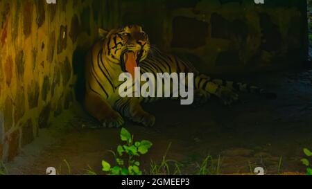 Tiger genießt die Sonne der goldenen Stunde Stockfoto