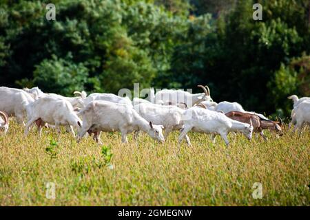 Eine Ziegenherde grast auf der Wiese. Landwirtschaft. Selbstwanderende Ziege. Weide auf dem Bauernhof. Sommertag. Ziegen fressen Gras. Stockfoto