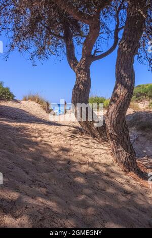 Die schönsten Strände Italiens: Punta Prosciutto in Apulien. Die Küste ist ein Paradies im Herzen des Salento. Stockfoto