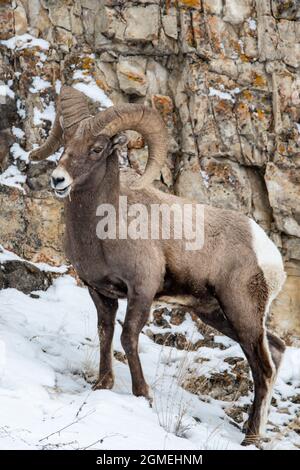 Bighorn-Schafe (Ovis canadensis) im Yellowstone-Nationalpark im Winter Stockfoto