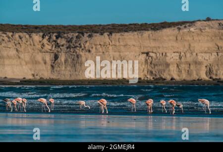 Flamingos strömen in der Cosat-Linie, Peninsula Valdes, Provinz Chubut, UNESCO-Weltkulturerbe, Patagonien Argentinien. Stockfoto