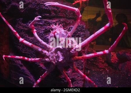 Die Japanische Spinnenkrabbe im Wasserbehälter des Aquariums. Stockfoto