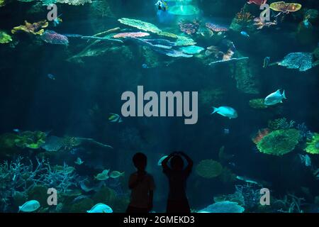 Silhouette Foto von einem Jungen und einem Mädchen im Aquarium genießen verschiedene Fische im Unterwasser zu beobachten. Stockfoto