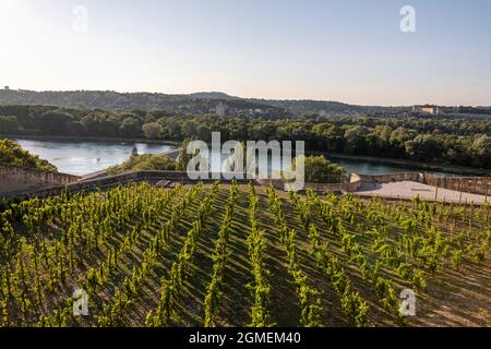 Weinberg am Rocher des Doms mit Blick auf die Rhone, Avignon, Frankreich. Stockfoto