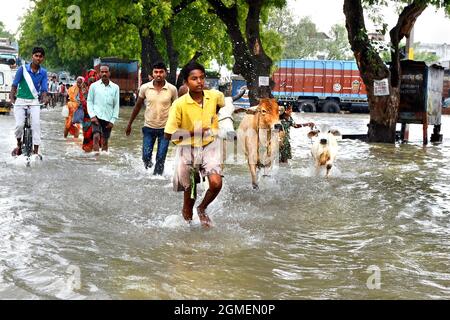 Die ländlichen Dorfbewohner im Hochwassergebiet werden in Varanasi in Indien einen sicheren Ort für die Sicherheit ihres Lebens und auch ihrer Haustiere finden. Stockfoto