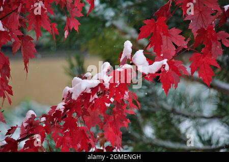 Herbstliche rote Ahornbäume, die in einem Kiefernwald am Rande des Winters im Schnee bestäubt wurden Stockfoto