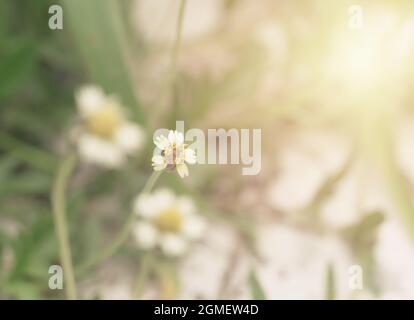 Coat Buttons, mexikanische Gänseblümchen, Tridax Gänseblümchen oder Wild Daisy Grass Blume mit farbigem Filtereffekt und selektivem Fokus Stockfoto