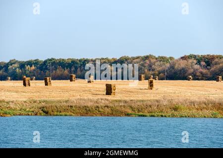 Große Rollen von Stroh liegen auf einem Mown Feld nach der Ernte Getreide, Herbsttag auf dem Feld Stockfoto