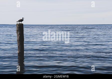 Möwe sitzt auf einem Pfosten, der aus dem Wasser herausragt Stockfoto