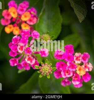 Farbenfroh blühende lantana blüht mit kleinen schönen Knospen. Selektiver Fokus. Nahaufnahme, Makrobild. Stockfoto