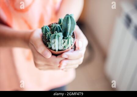 Ein Mädchen, das verschiedene Arten von Sukkulenten im Topf auf entkochten Hintergrund hält, beliebte Zimmerpflanzen Stockfoto