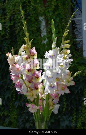 Bouquet de lys et glaïeuls Stockfoto