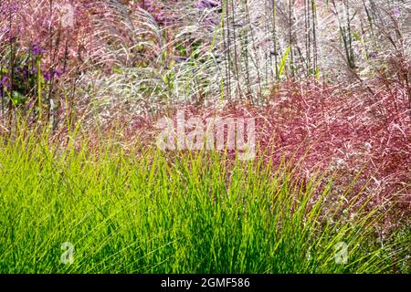 Herbstgarten Grenze September Ziergräser Miscanthus Garten Sonnenschein Stockfoto