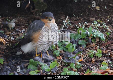 Sperber und Amsel / Eurasischer Sperber und Amsel / Accipiter nisus et Turdus merula Stockfoto