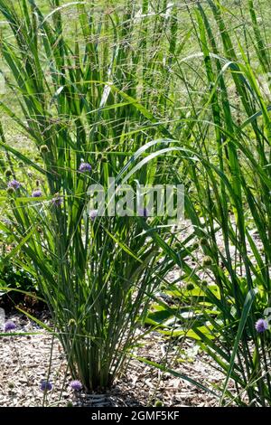 Wechseln Sie Gras Panicum virgatum 'Thundercloud' Bark Mulch Garten Stockfoto