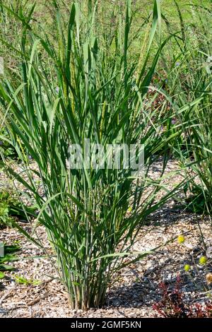 „Gewitterwolke“ Von Panicum Wechseln Gras Stockfoto