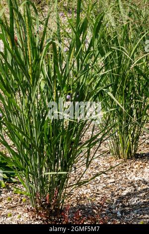 Panicum virgatum 'Thundercloud' Schalten Sie Gras, das in Barkenmulchboden wächst Stockfoto