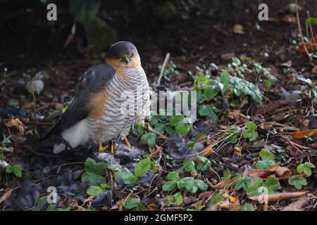 Sperber und Amsel / Eurasischer Sperber und Amsel / Accipiter nisus et Turdus merula Stockfoto