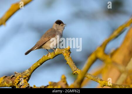 Ein singender, erwachsener, eurasischer Blackcap-Mann (Sylvia atricapilla) in Suffolk, Großbritannien Stockfoto