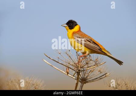 Ein männlicher Schwarzkopfballen (Emberiza melanocephala) im Frühjahr auf der griechischen Insel Lesvos Stockfoto