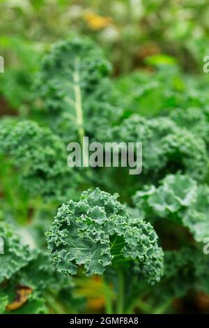 Ernte, lockige Grünblätter im Garten. Stockfoto