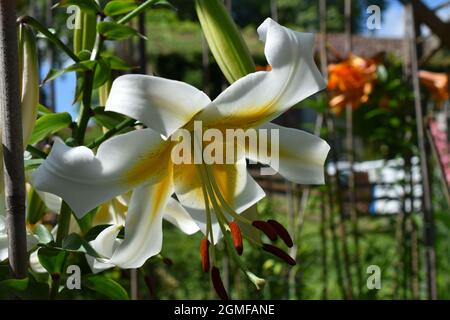 Lilium Mister Cas Stockfoto