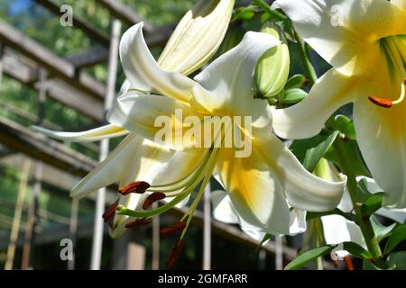 Lilium Mister Cas Stockfoto