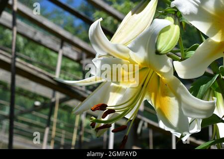 Lilium Mister Cas Stockfoto