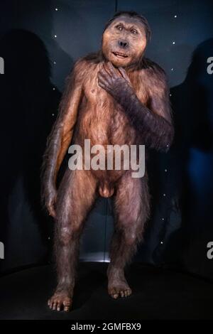 Paranthropus boisei, Museo de la evolución humana, MEH, Burgos , Spanien. Stockfoto