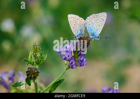 Männlicher und weiblicher gewöhnlicher blauer Schmetterling Stockfoto