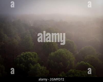 Harzgewinnung in einem Pinus Pinaster Wald, Montes de Coca, Segovia, Spanien. Stockfoto