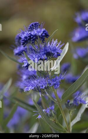 Caryopteris Clandonensis Kew Blue Stockfoto