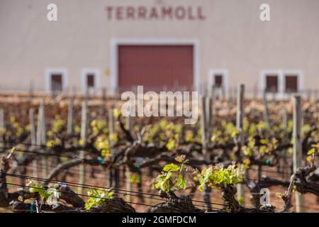 Weinberge der Kellerei Terramoll, La Mola, Formentera, Pitiusas-Inseln, Balearen-Gemeinschaft, Spanien. Stockfoto