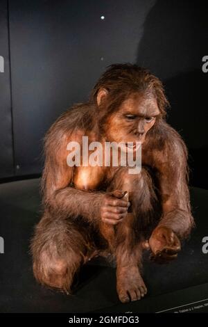 Homo habilis, Museo de la evolución humana, MEH, Burgos, Spanien. Stockfoto