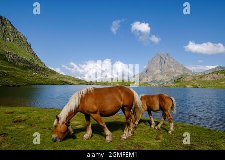 Horses Front Midi d Ossau, Gentau See, Ayous Seen Tour, Pyrenees National Park, Pyrenees Atlantiques, Frankreich. Stockfoto