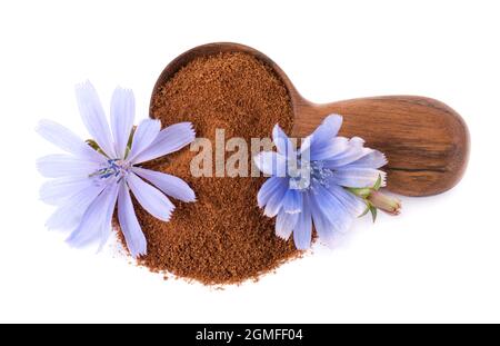 Zichorien-Pulver und Blume in Holzlöffel, isoliert auf weißem Hintergrund. Cichorium intybus. Stockfoto