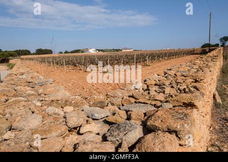 Weinberge der Kellerei Terramoll, La Mola, Formentera, Pitiusas-Inseln, Balearen-Gemeinschaft, Spanien. Stockfoto