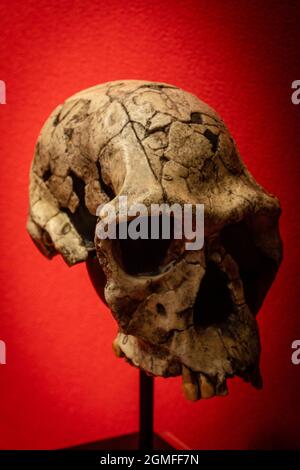 Homo habilis, Twiggy-Schädelnachbildung, Museo Comarcal de Molina de Aragón, Guadalajara, Spanien. Stockfoto