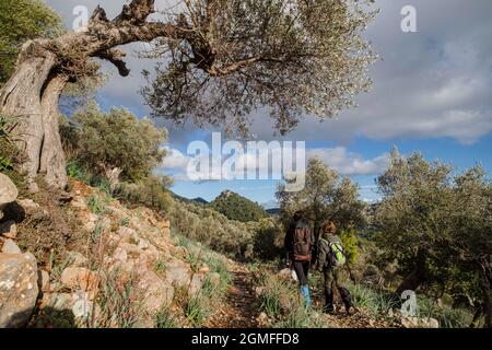 Wanderer im Olivenhain, Orienttal, Mallorca, Balearen, Spanien. Stockfoto