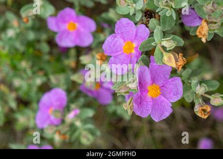 Weiße Steinrose, Cistus albidus, Mallorca, Balearen, Spanien. Stockfoto