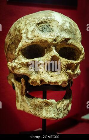 Homo sapiens, Cro-Magnon I aus Les Eyzies Schädelnachbildung, Museo Comarcal de Molina de Aragón, Guadalajara, Spanien. Stockfoto