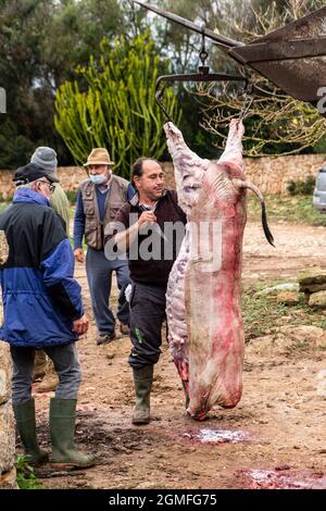 Traditionelle Schlachtung des mallorquinischen schwarzen Schweins, Mallorca, Balearen, Spanien. Stockfoto