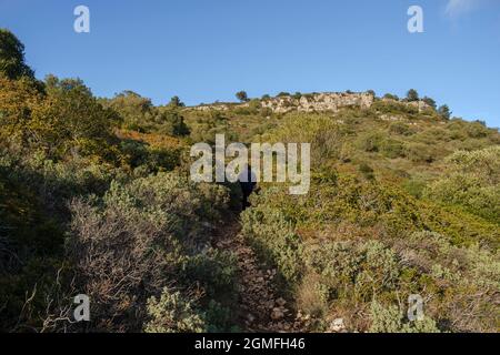 Mediterrane Macchia, Puig de Randa, Algaida, Mallorca, Balearen, Spanien. Stockfoto