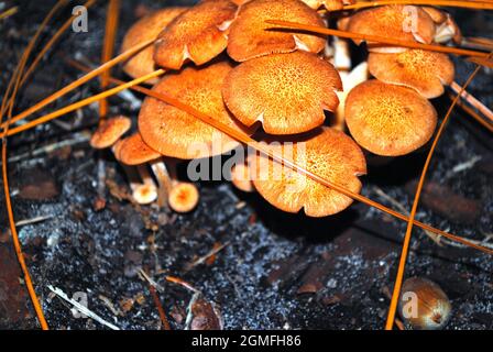 Pilze Stockfoto